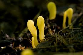 Attēlu rezultāti vaicājumam “Spathularia flavida”