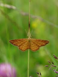 Attēlu rezultāti vaicājumam “Idaea serpentata”