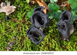 Attēlu rezultāti vaicājumam “Cratarellus cornucopioides”