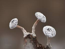 Attēlu rezultāti vaicājumam “Didymium clavus macro”