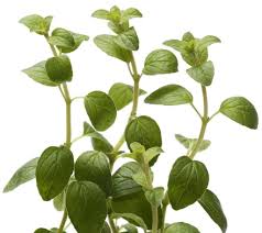 Image result for Oregano