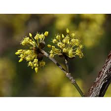 Attēlu rezultāti vaicājumam “Cornus mas flower”