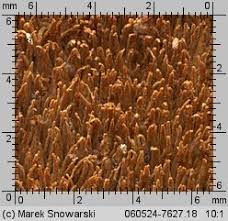 Attēlu rezultāti vaicājumam “Asterodon ferruginosus”