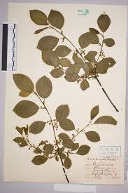 Attēlu rezultāti vaicājumam “Frangula alnus leaf”