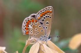 Attēlu rezultāti vaicājumam “Polyommatus icarus male”