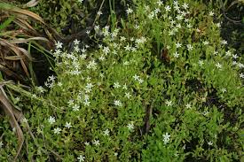 Attēlu rezultāti vaicājumam “Stellaria crassifolia”