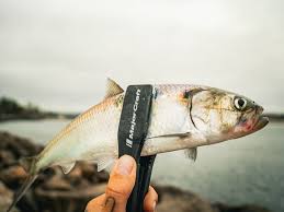 Image result for Alosa fallax