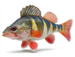 Attēlu rezultāti vaicājumam “Perca fluviatilis”