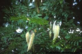 Attēlu rezultāti vaicājumam “Gymnocladus dioicus flower”