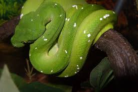 Attēlu rezultāti vaicājumam “Pseudepidalea viridis adult”