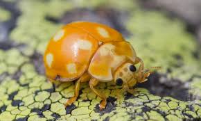 Attēlu rezultāti vaicājumam “Calvia decemguttata larva”