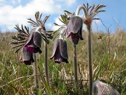 Attēlu rezultāti vaicājumam “Pulsatilla pratensis flower”