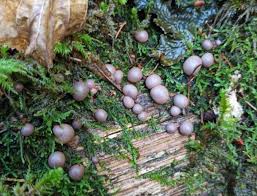 Attēlu rezultāti vaicājumam “Lycogala cf. oleocrystalliferum”