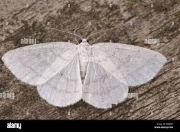 Attēlu rezultāti vaicājumam “Cabera pusaria female”