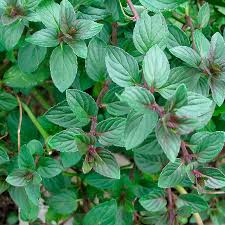 Image result for Mentha piperita