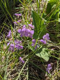 Attēlu rezultāti vaicājumam “Viola hirta leaf”