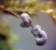 Attēlu rezultāti vaicājumam “Physarum album spores”