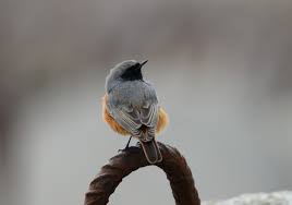 Attēlu rezultāti vaicājumam “Phoenicurus ochruros female”