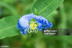 Attēlu rezultāti vaicājumam “Commelina coelestis”