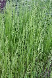 Attēlu rezultāti vaicājumam “Arrhenatherum elatius”