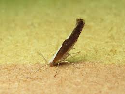 Attēlu rezultāti vaicājumam “Argyresthia semifusca”