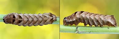 Attēlu rezultāti vaicājumam “Melanchra persicariae larva”