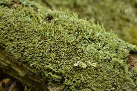 Attēlu rezultāti vaicājumam “Cladonia coniocraea”