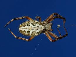 Attēlu rezultāti vaicājumam “Aculepeira ceropegia”