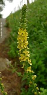 Image result for Agrimonia eupatoria