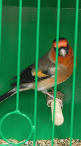 Image result for England Staffordshire Birding Club