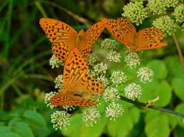 Attēlu rezultāti vaicājumam “Argynnis paphia pupa”