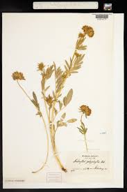 Attēlu rezultāti vaicājumam “Anthyllis vulneraria”