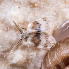 Attēlu rezultāti vaicājumam “Psychodidae”