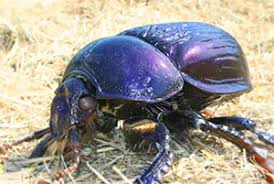 Attēlu rezultāti vaicājumam “Geotrupes stercorarius”