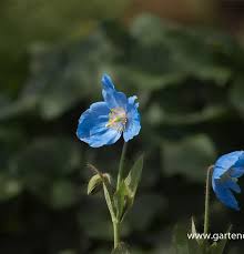 Image result for Scheinmohn blau