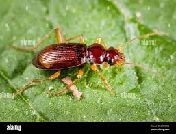 Attēlu rezultāti vaicājumam “Leistus terminatus”