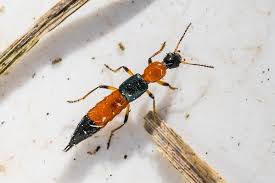 Billedresultat for rovbille