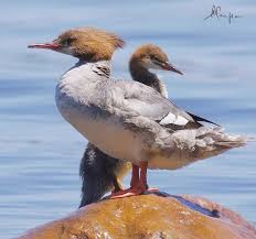 Attēlu rezultāti vaicājumam “Mergus merganser juvenile”