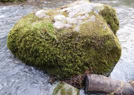 Attēlu rezultāti vaicājumam “Thamnobryum alopecurum”