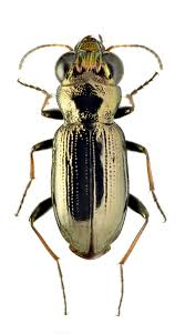 Attēlu rezultāti vaicājumam “Notiophilus palustris”