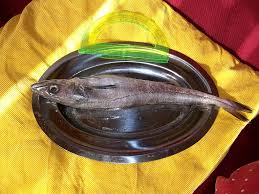 Image result for Merluccius merluccius