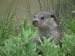 Image result for Eltham Otters