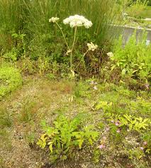 Attēlu rezultāti vaicājumam “Angelica palustris”