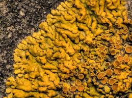 Attēlu rezultāti vaicājumam “Blasia pusilla sporophyte”