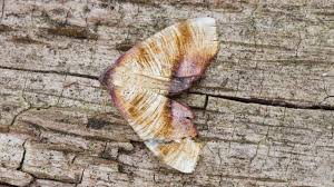 Attēlu rezultāti vaicājumam “Plagodis dolabraria”