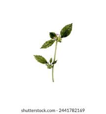 Attēlu rezultāti vaicājumam “Galeopsis bifida leaf”