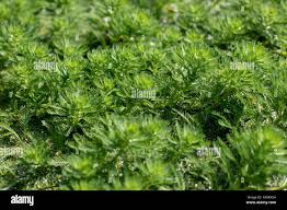 Attēlu rezultāti vaicājumam “Haloragaceae”