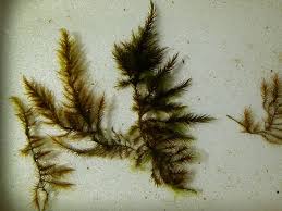 Attēlu rezultāti vaicājumam “Warnstorfia fluitans”