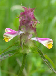 Attēlu rezultāti vaicājumam “Melampyrum cristatum leaf”