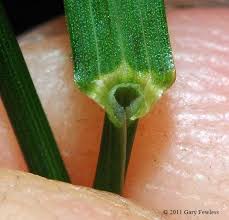 Attēlu rezultāti vaicājumam “Poa nemoralis leaf”